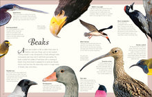 Load image into Gallery viewer, An Anthology of Exquisite Birds
