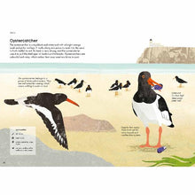 Load image into Gallery viewer, RSPB Nature Guide: Seashore
